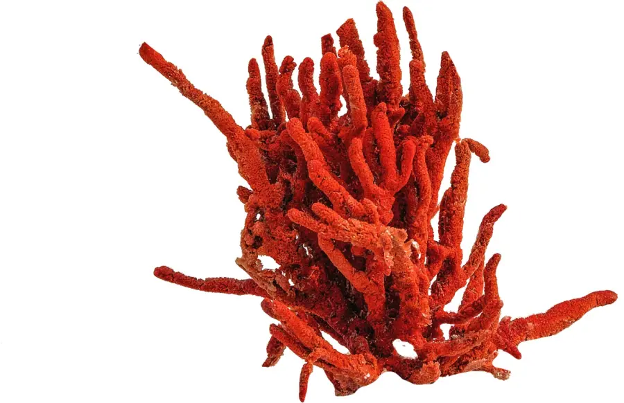 La pulizia del corallo: tutti i trucchi da ricordare
