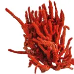 La pulizia del corallo: tutti i trucchi da ricordare